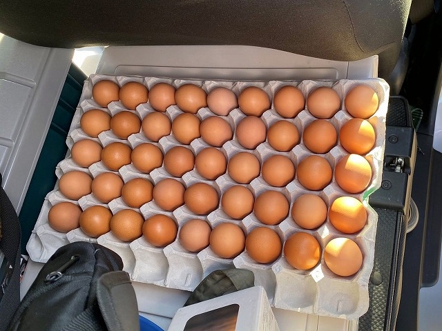 石岡市養鶏小屋調査終了時にいただいた卵